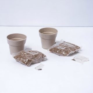 Set de 2 macetas menta y perejil. En macetero biodegradable.