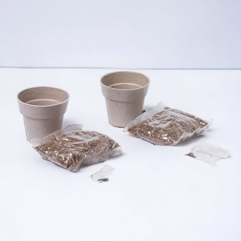 Set de 2 macetas menta y perejil. En macetero biodegradable. set2macetas para boda2